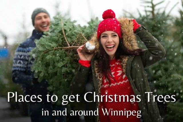 Places to get Christmas Trees in and around Winnipeg